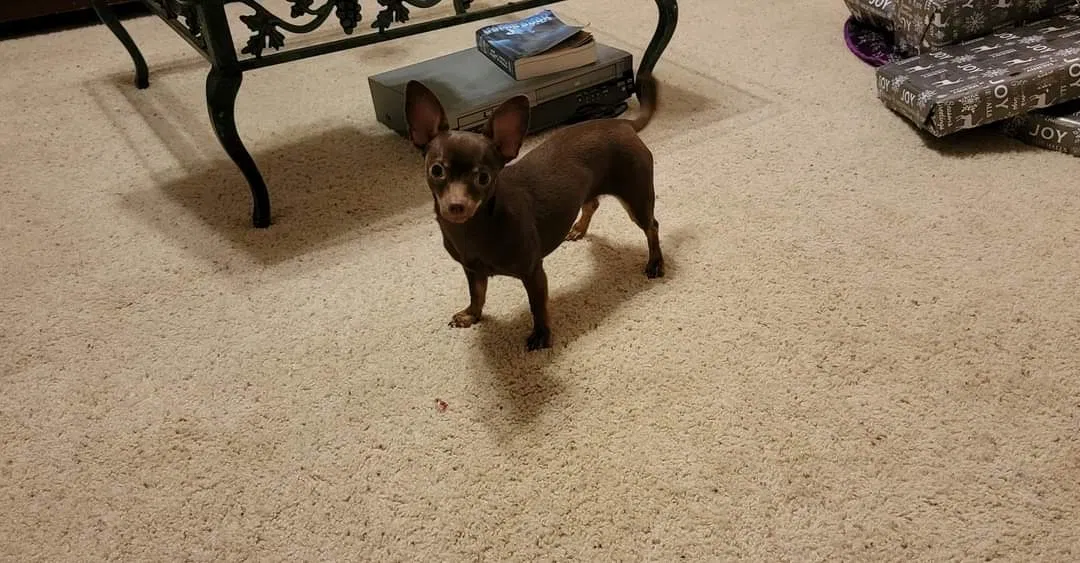 Lost dog in Edmond, OK, 73013