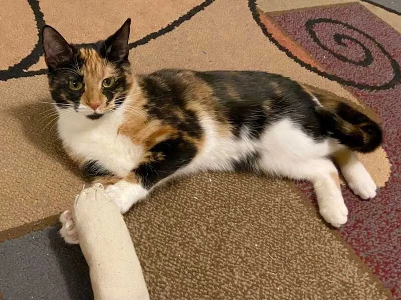 Lost cat in Elgin, SC, 29045