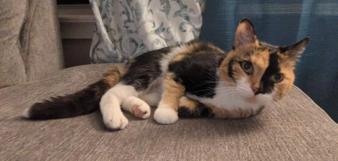 Lost cat in Daytona Beach, FL, 32118