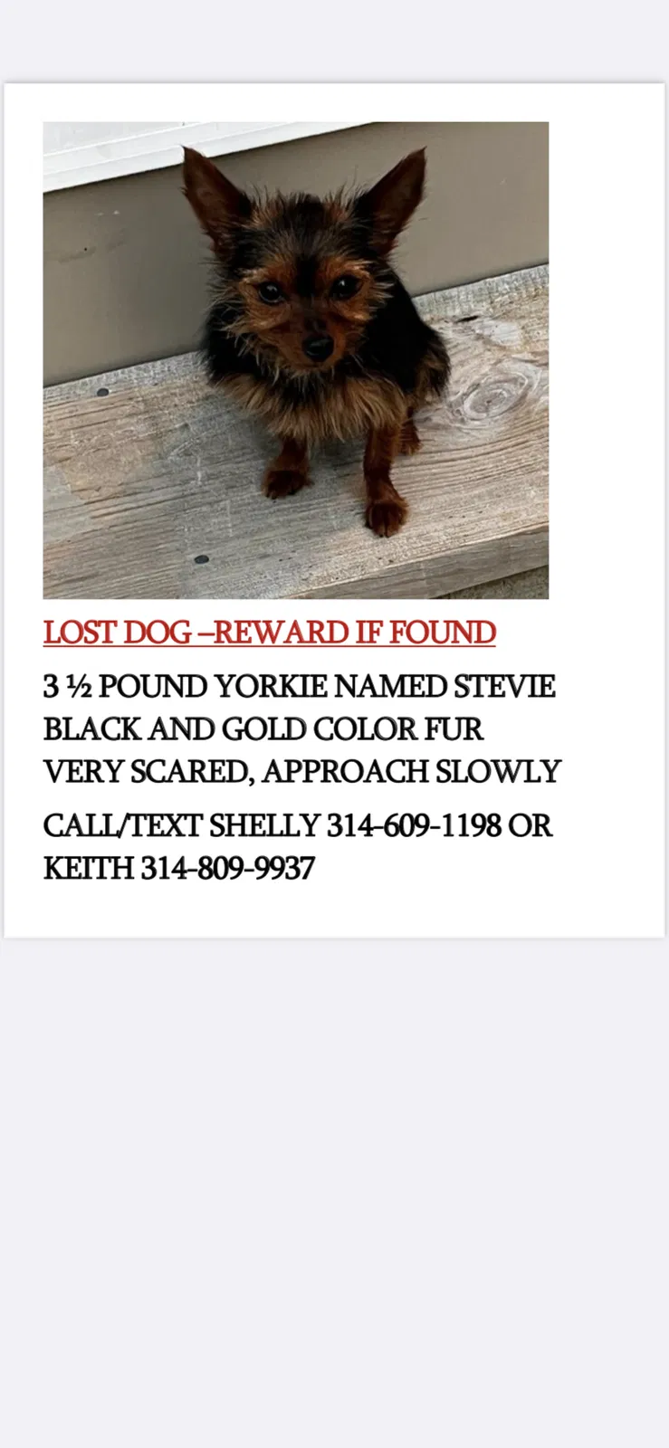 Lost dog in House Springs, MO, 63051