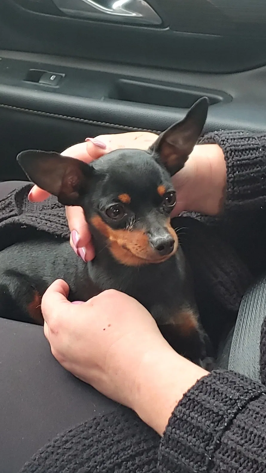 Lost dog in Marysville, WA, 98271