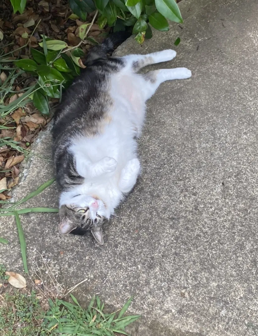 Lost cat in Snellville, GA, 30039