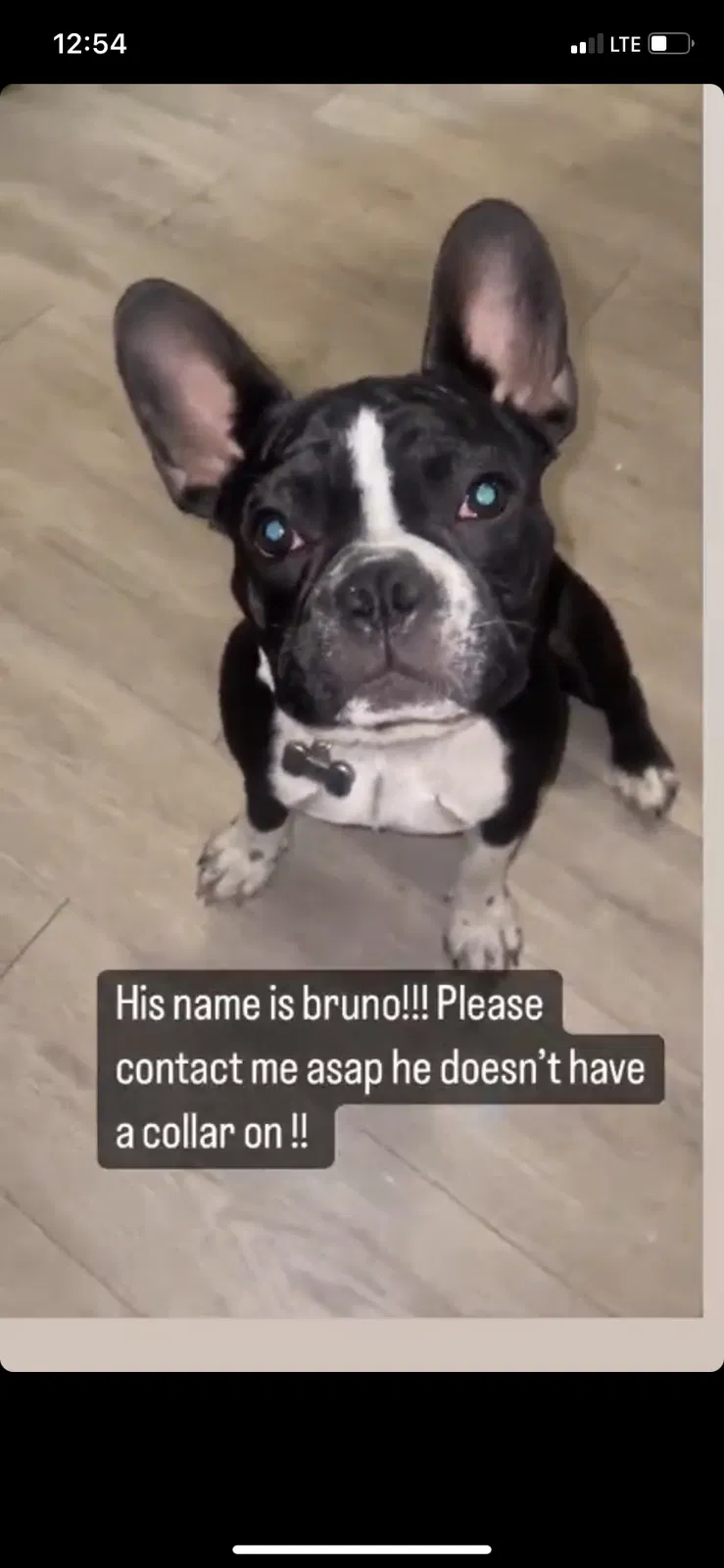Lost dog in Fontana, CA, 92337
