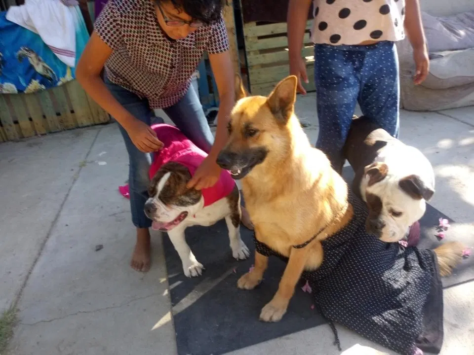 Lost dog in Palmdale, CA, 93591