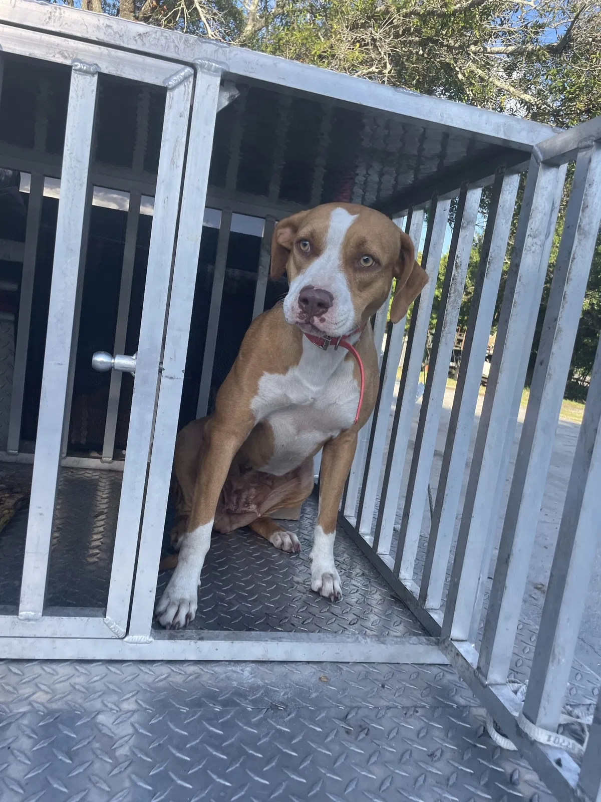 Lost dog in Fort Pierce, FL, 34982