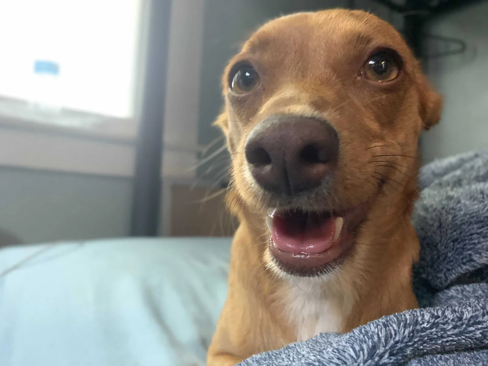 Lost dog in Stockton, CA, 95206