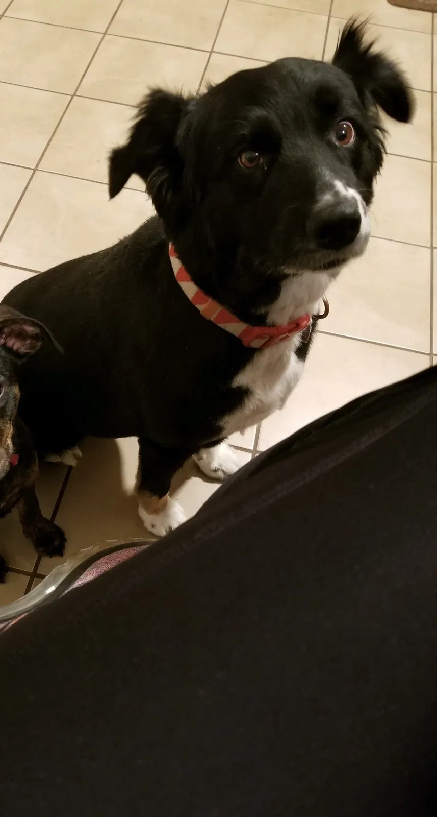 Lost dog in Southaven, MS, 38671
