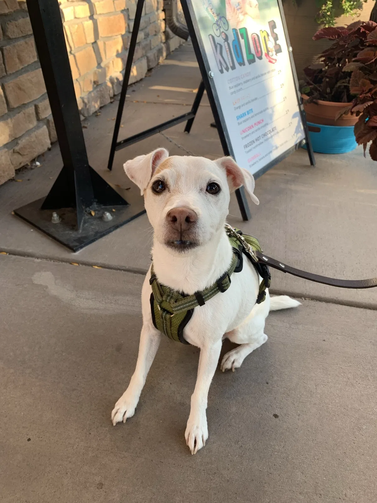 Lost dog in Wheat Ridge, CO, 80033