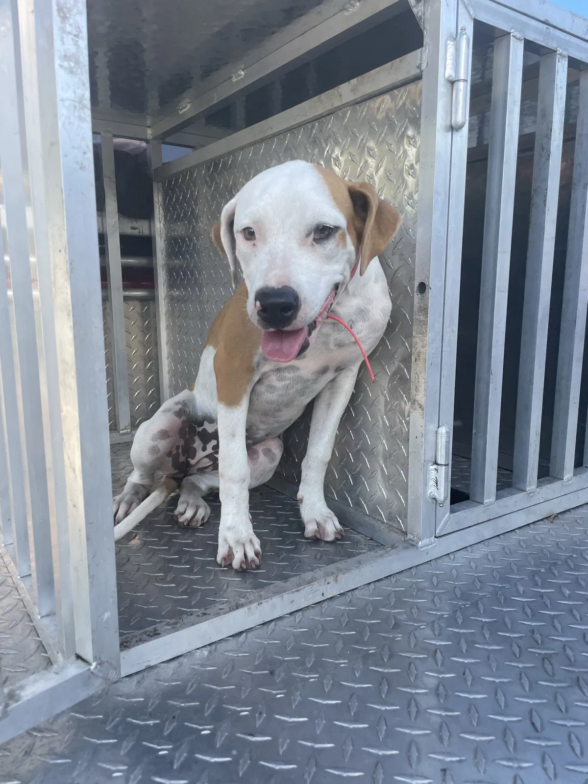 Lost dog in Fort Pierce, FL, 34982