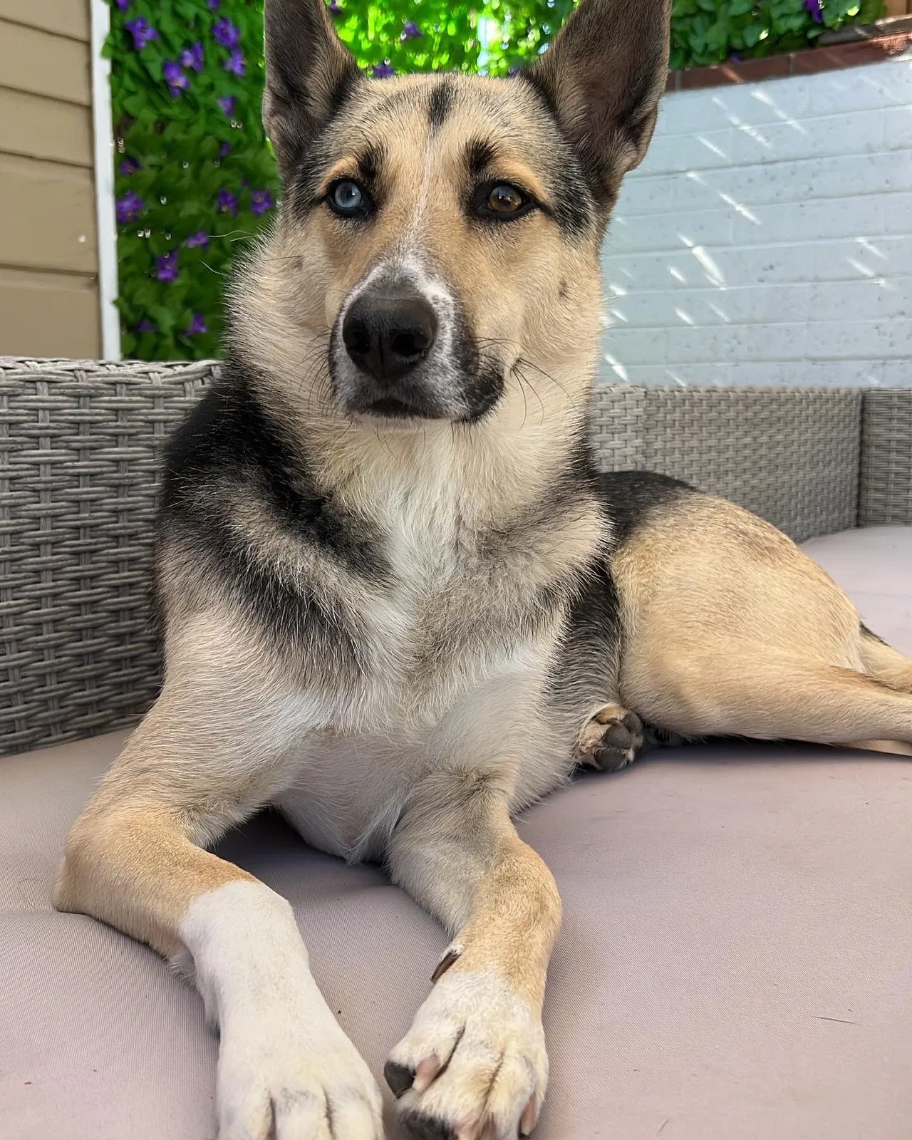Lost dog in San Diego, CA, 92102