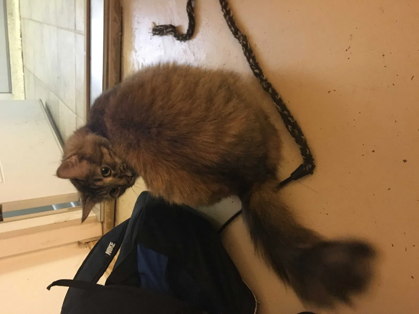 Lost cat in Oceanside, CA, 92056