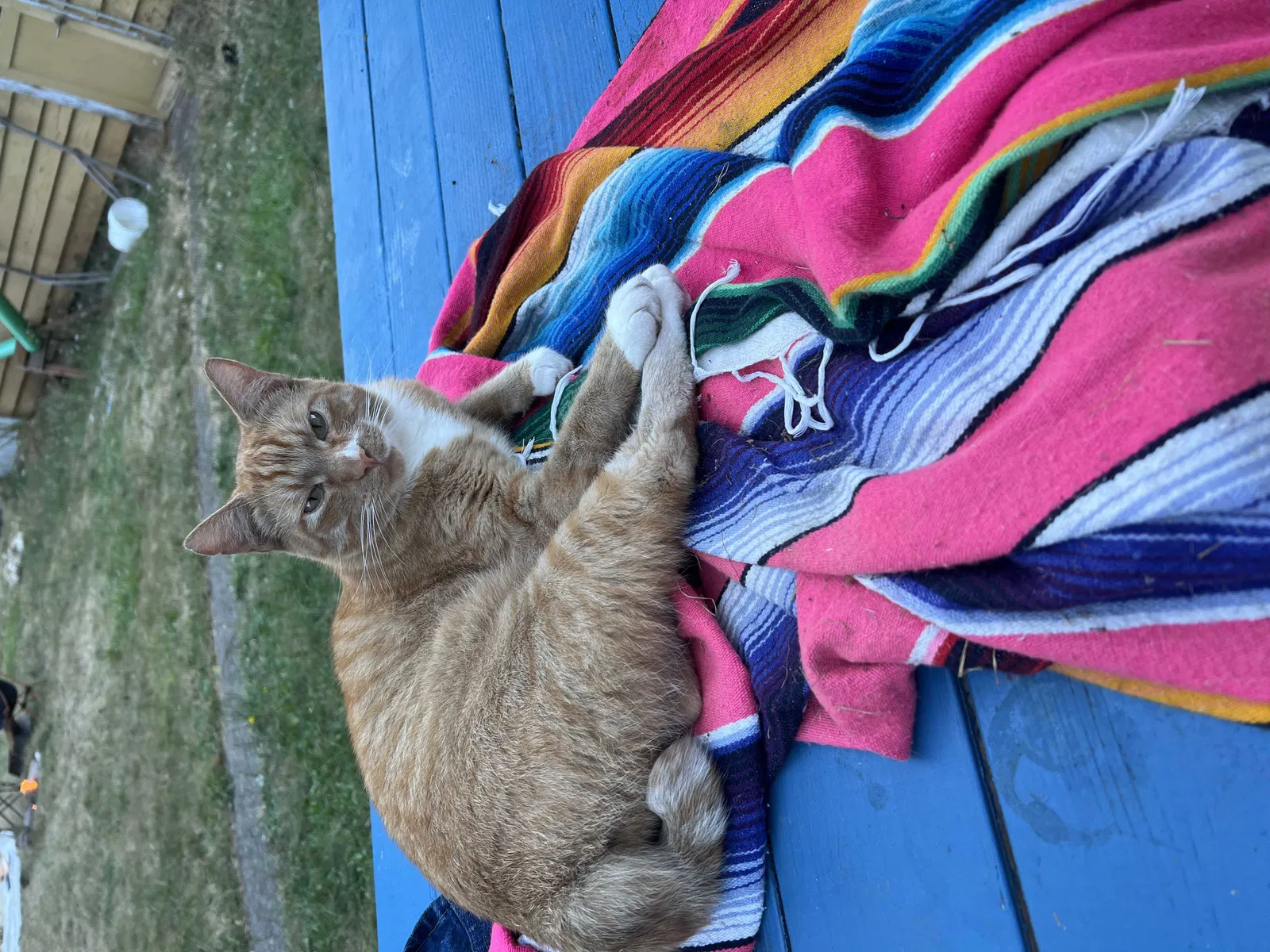 Lost cat in Eugene, OR, 97405