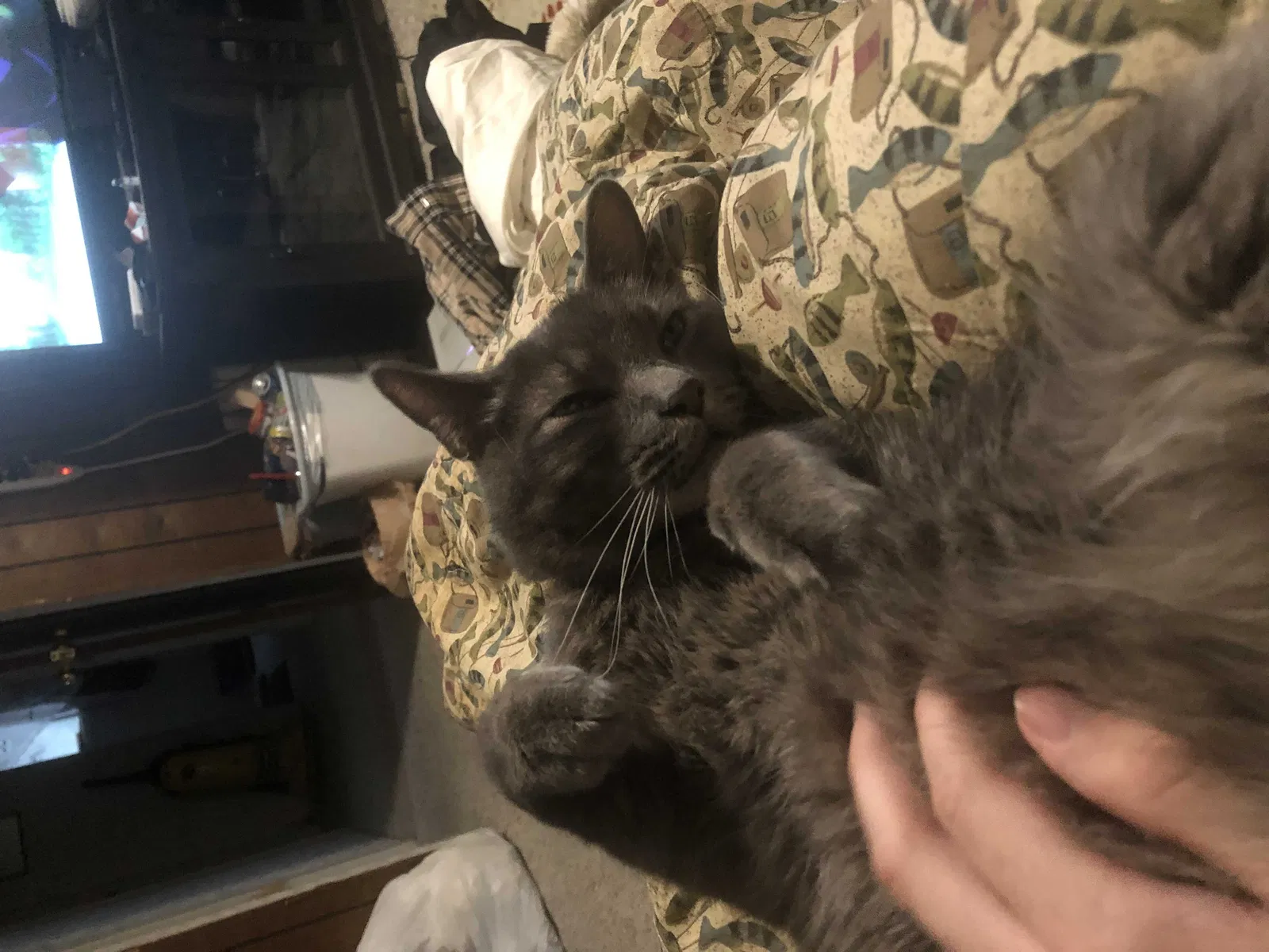 Lost cat in Boise, ID, 83706