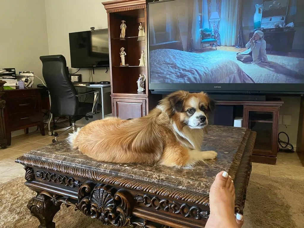 Lost dog in Arlington, TX, 76001