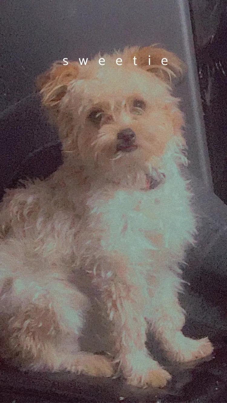 Lost dog in San Marcos, TX, 78666