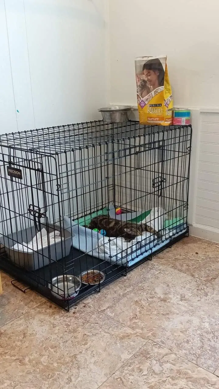 Lost cat in Evansville, IN, 47713