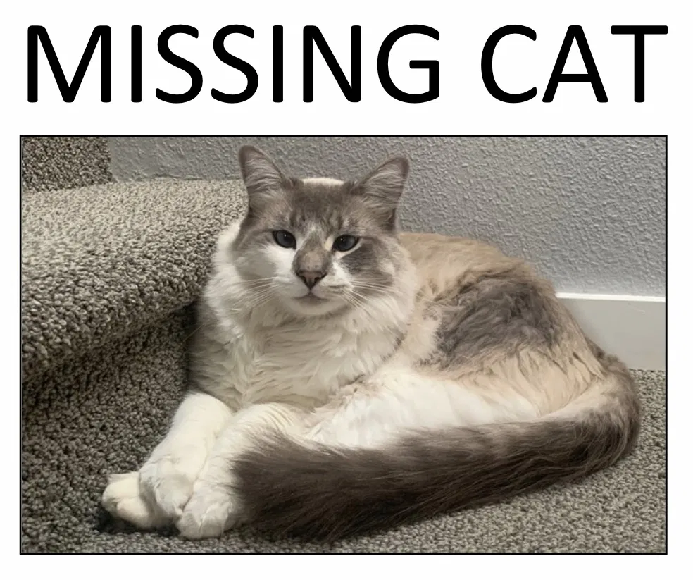 Lost cat in Beaverton, OR, 97007