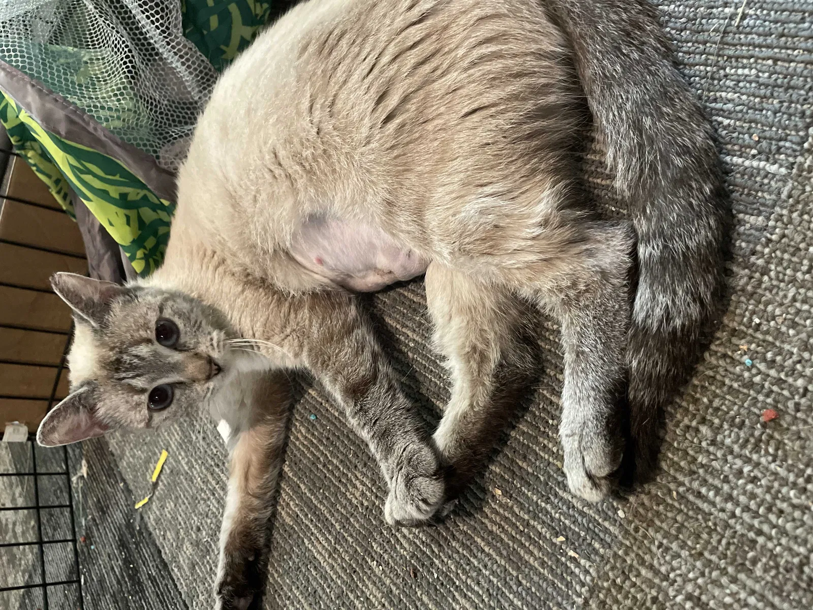 Lost cat in Cincinnati, OH, 45252