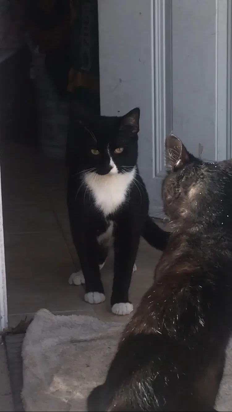 Lost cat in Houston, TX, 77060