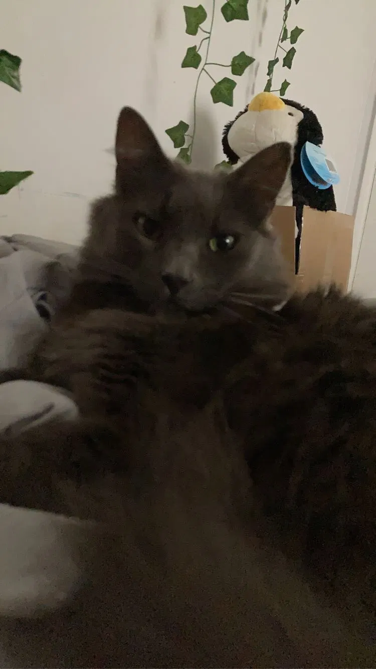 Lost cat in San Dimas, CA, 91773