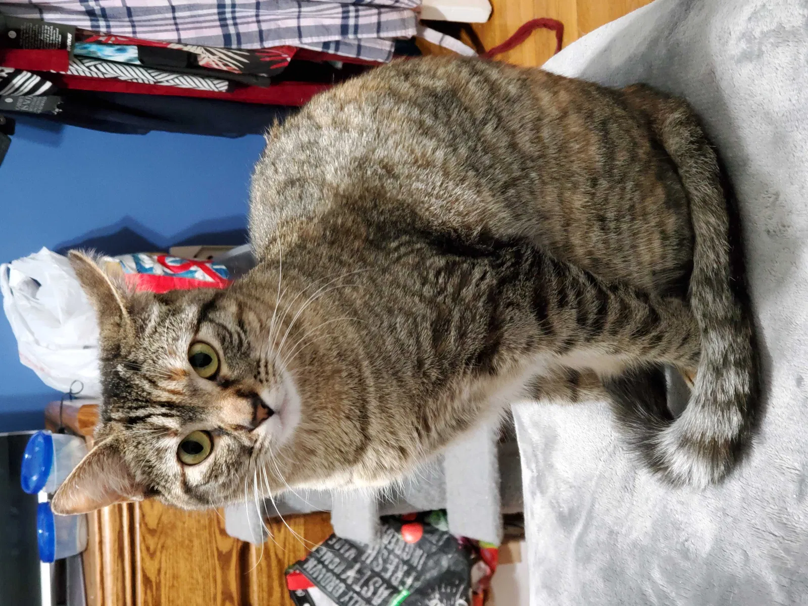 Lost cat in Monterey Park, CA, 91754