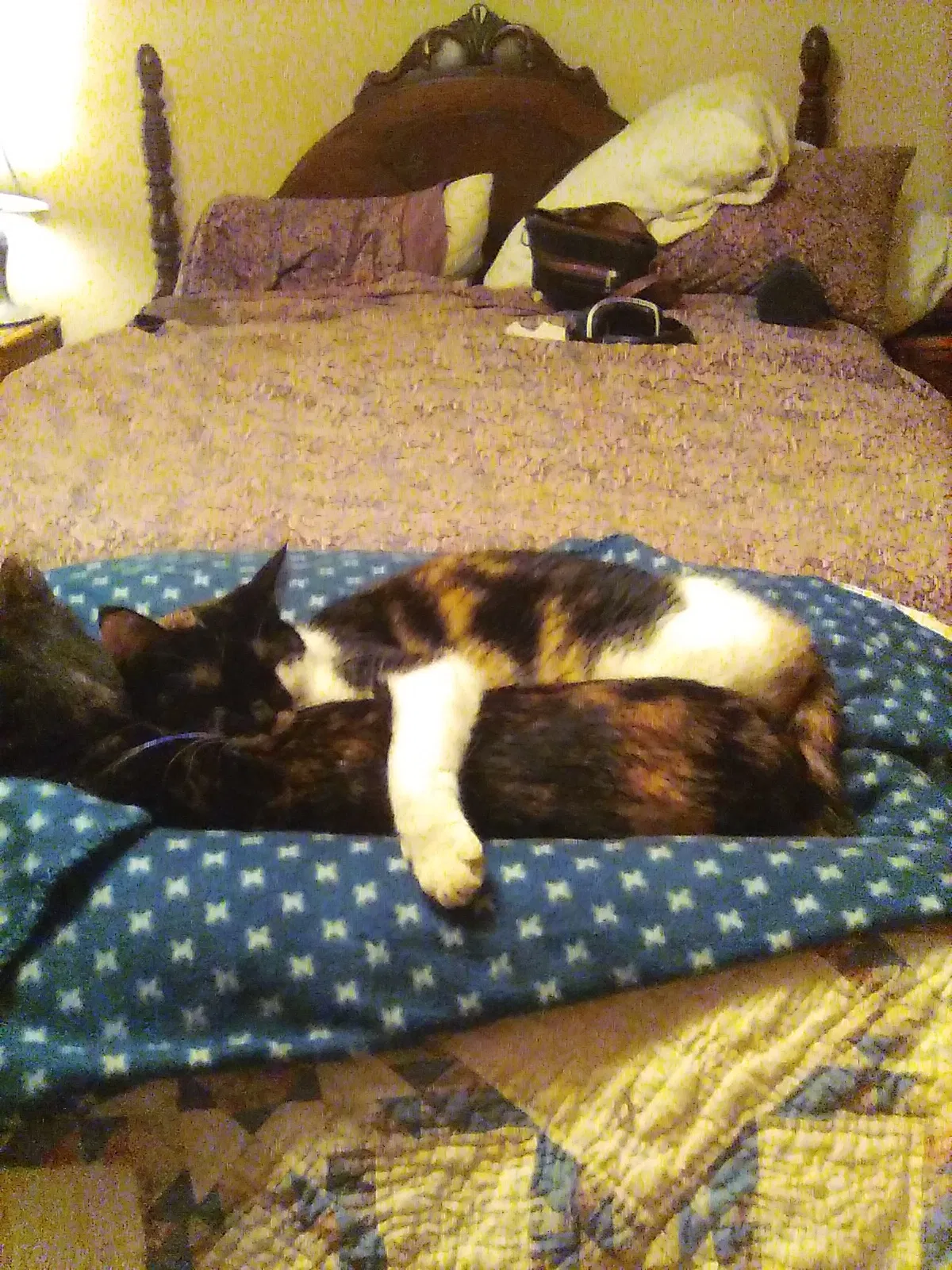 Lost cat in Bay Minette, AL, 36507