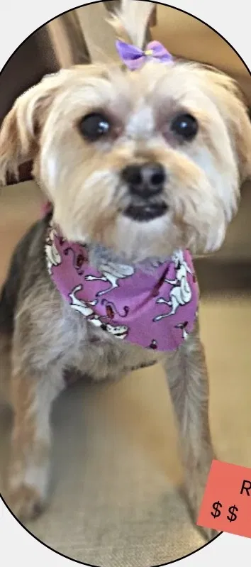 Lost dog in Miami, FL, 33145