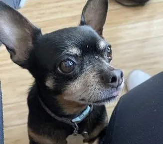 Lost dog in Garden Grove, CA, 92840