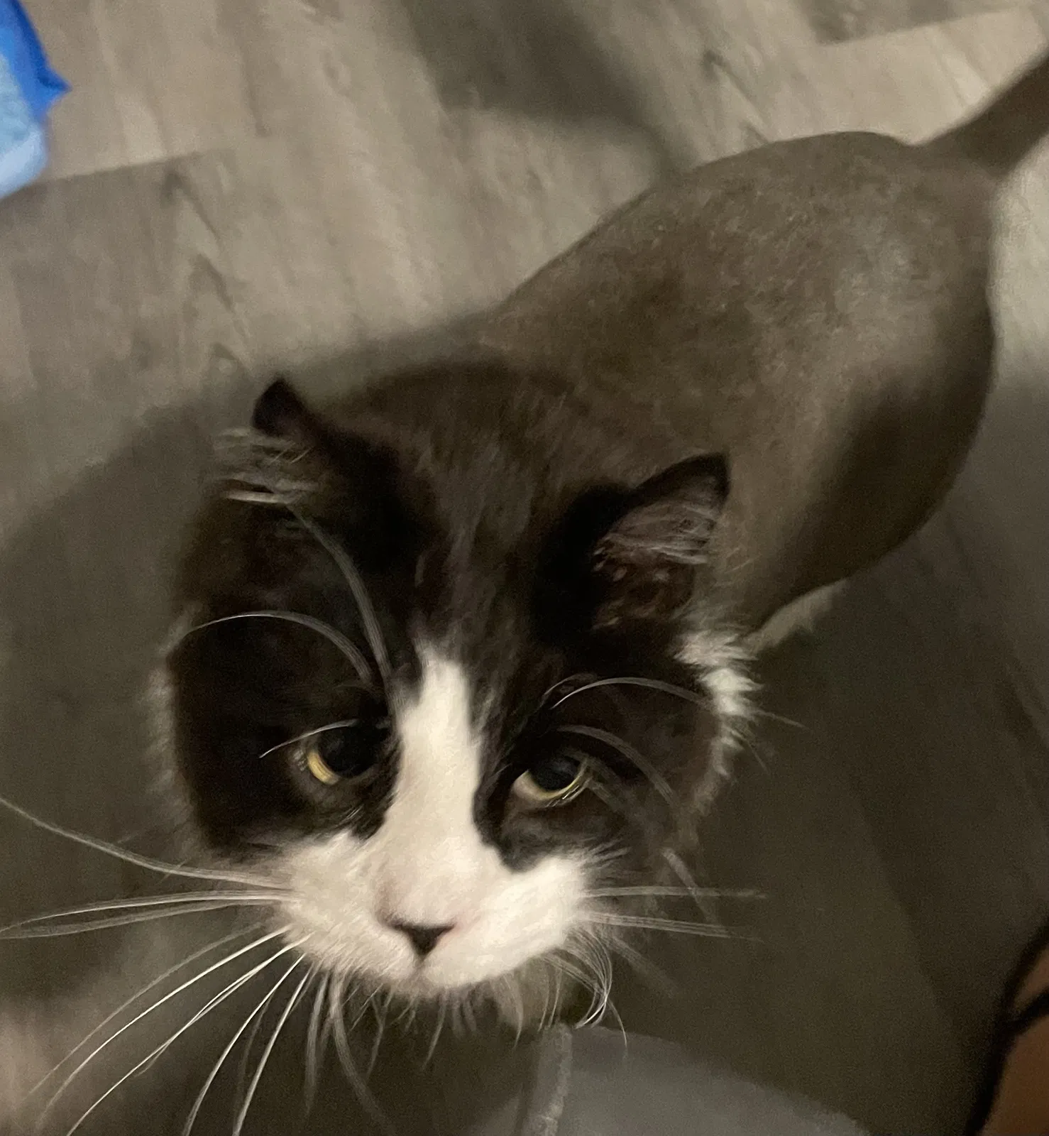Lost cat in Carlsbad, CA, 92011