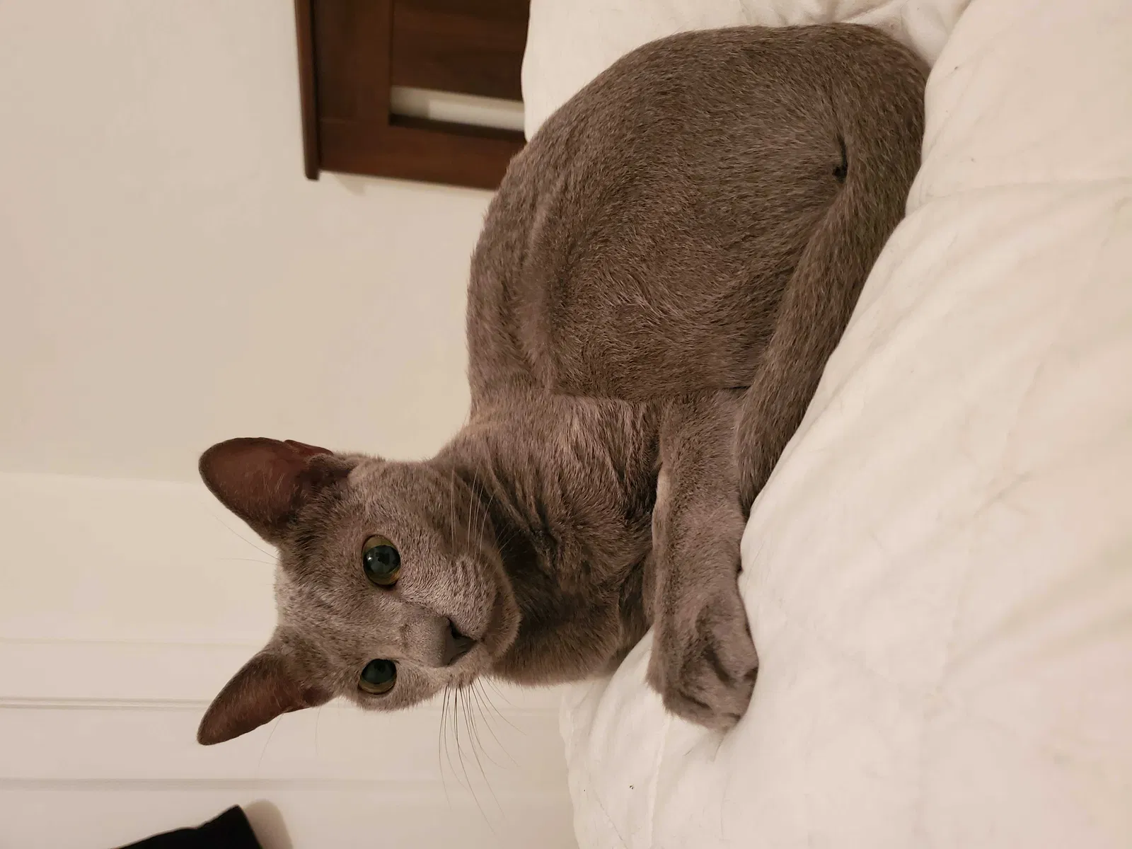 Lost cat in Fort Lauderdale, FL, 33305
