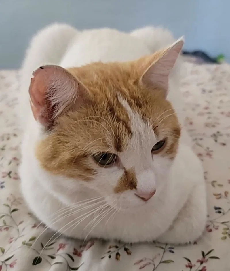 Lost cat in Tucson, AZ, 85705