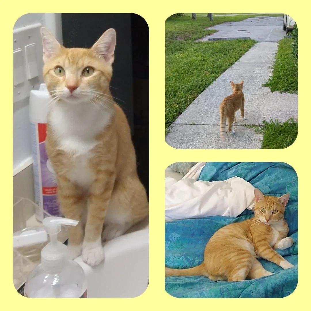 Lost cat in West Palm Beach, FL, 33405