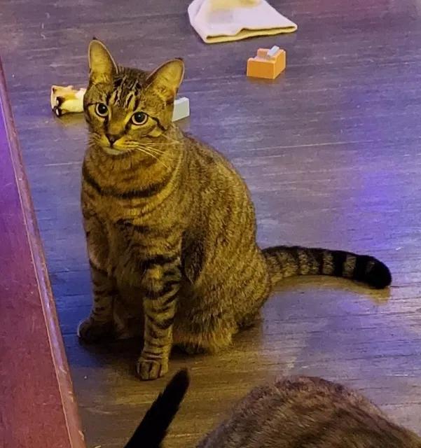 Lost cat in Rochester, NY, 14622