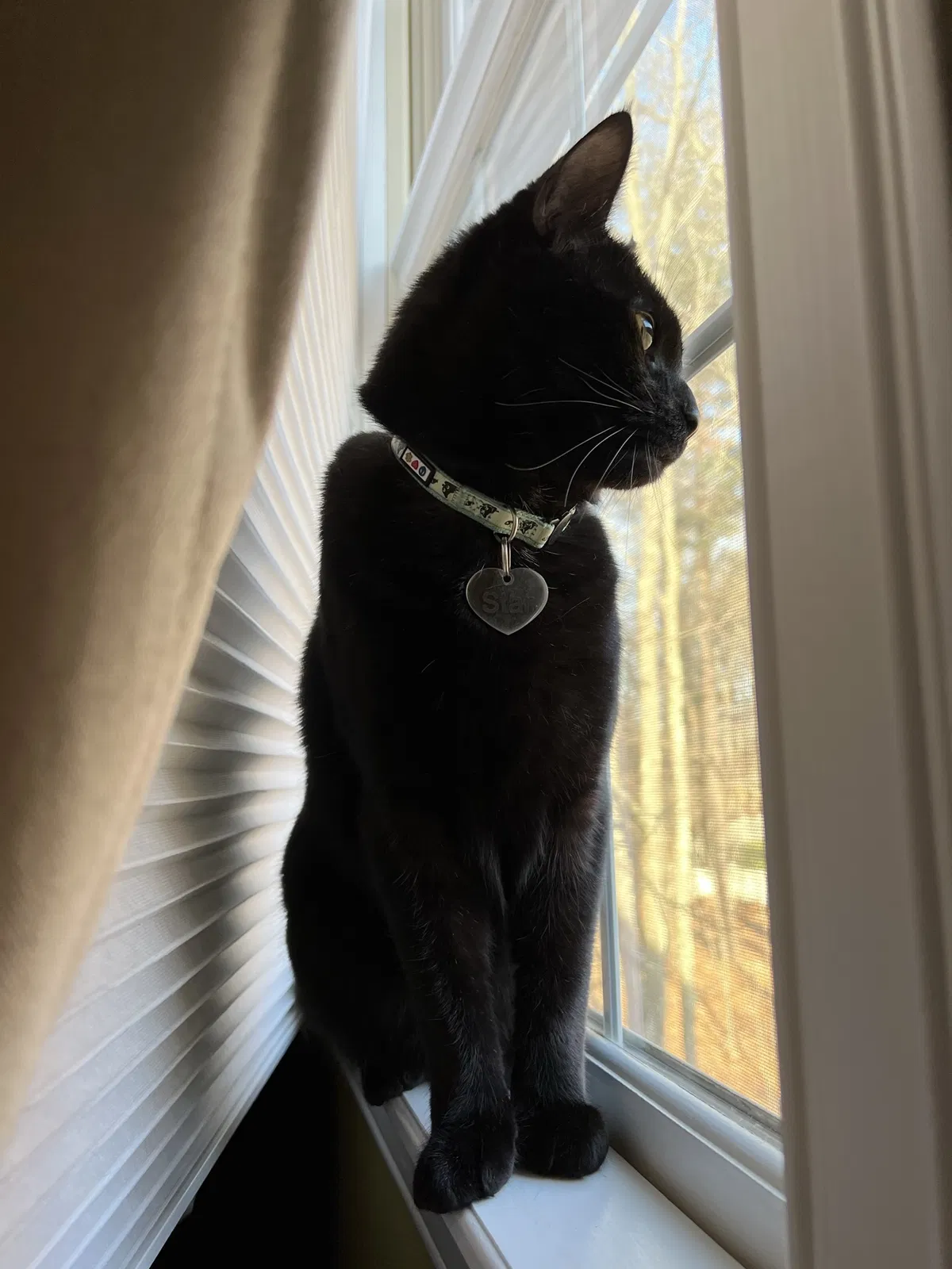 Lost cat in Grafton, MA, 1519