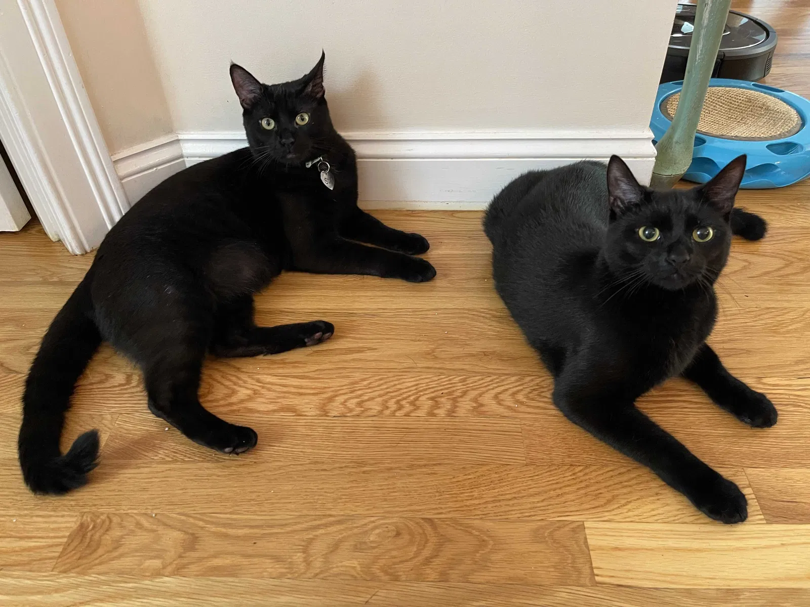Lost cat in Grafton, MA, 1519