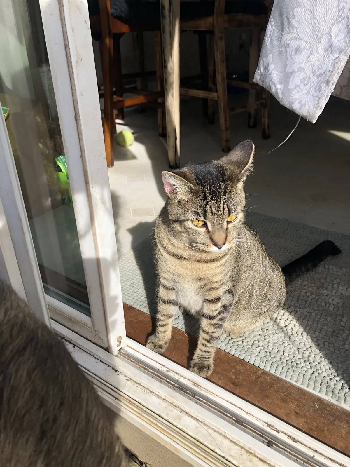 Lost cat in Salem, OR, 97302