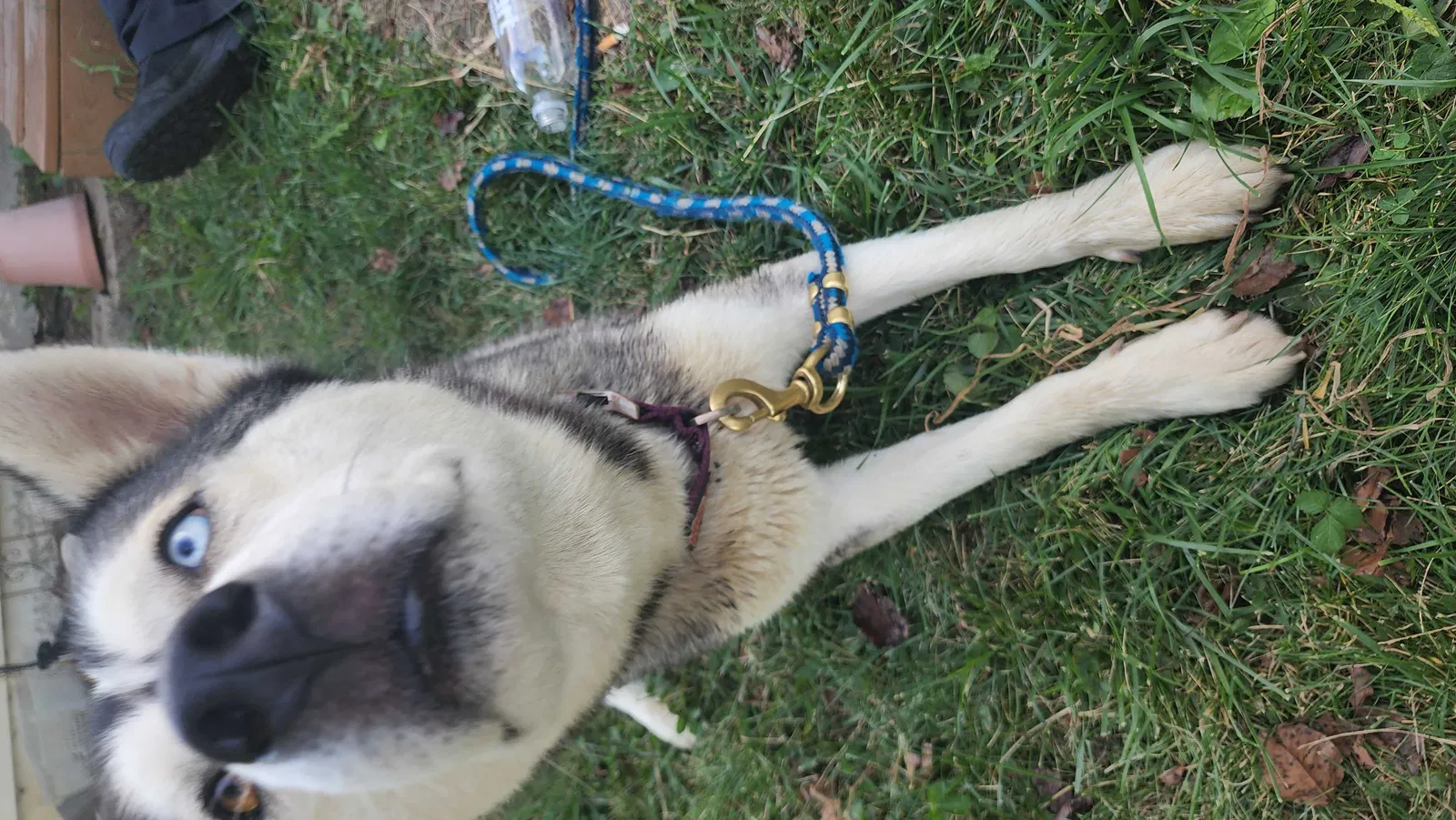 Lost dog in Kansas City, MO, 64117