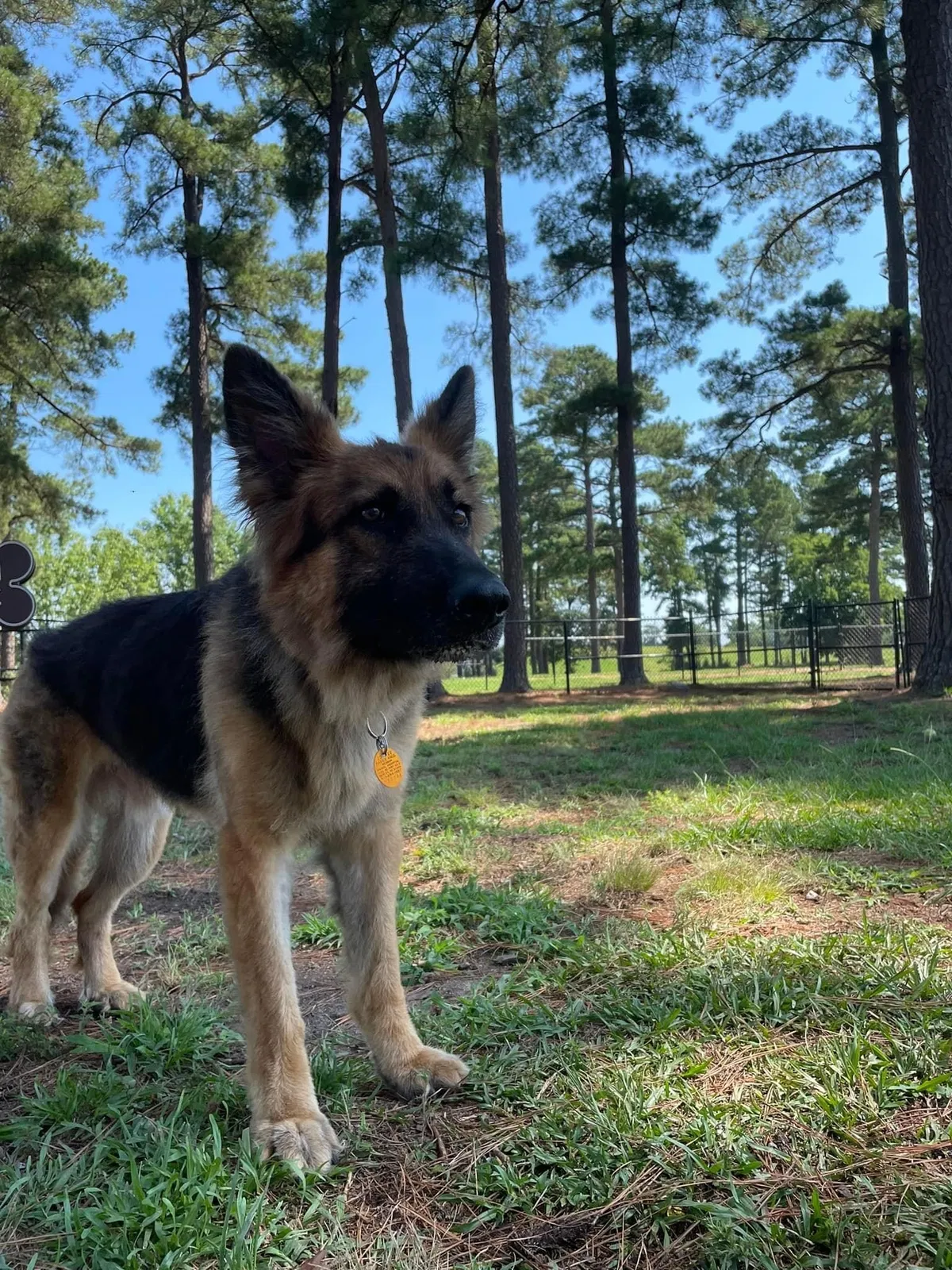 Lost dog in Fort Bragg, NC, 28307