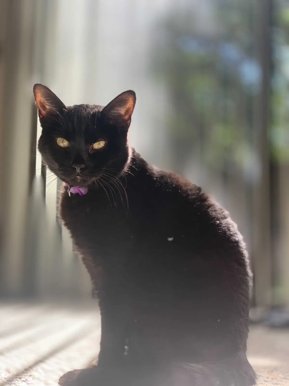 Lost cat in Santa Rosa, CA, 95405