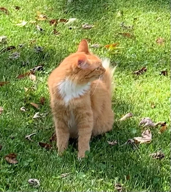 Lost cat in Decatur, GA, 30033