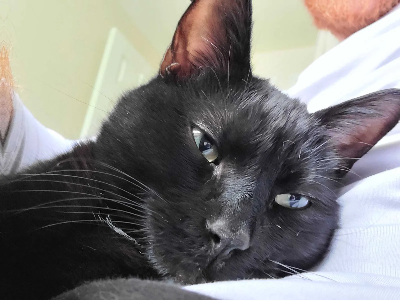 Lost cat in Ann Arbor, MI, 48108