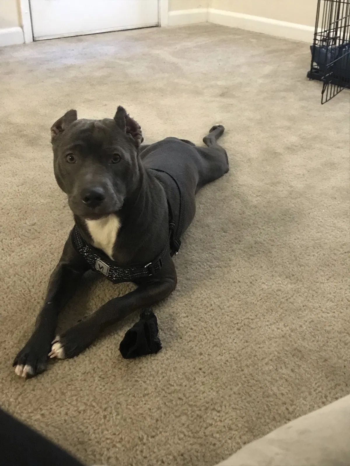 Lost dog in Rio Rancho, NM, 87144