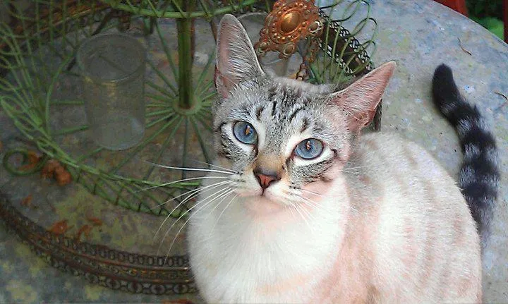 Lost cat in Pine Lake, GA, 30072
