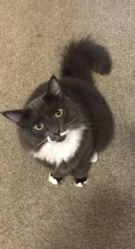 Lost cat in Sacramento, CA, 95815