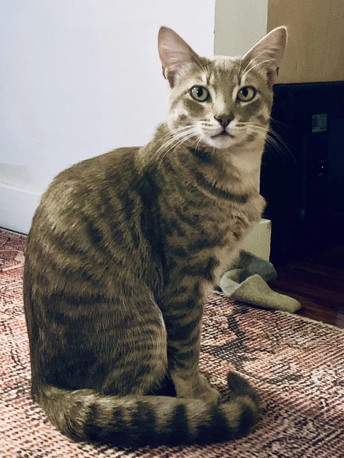 Lost cat in Altadena, CA, 91001