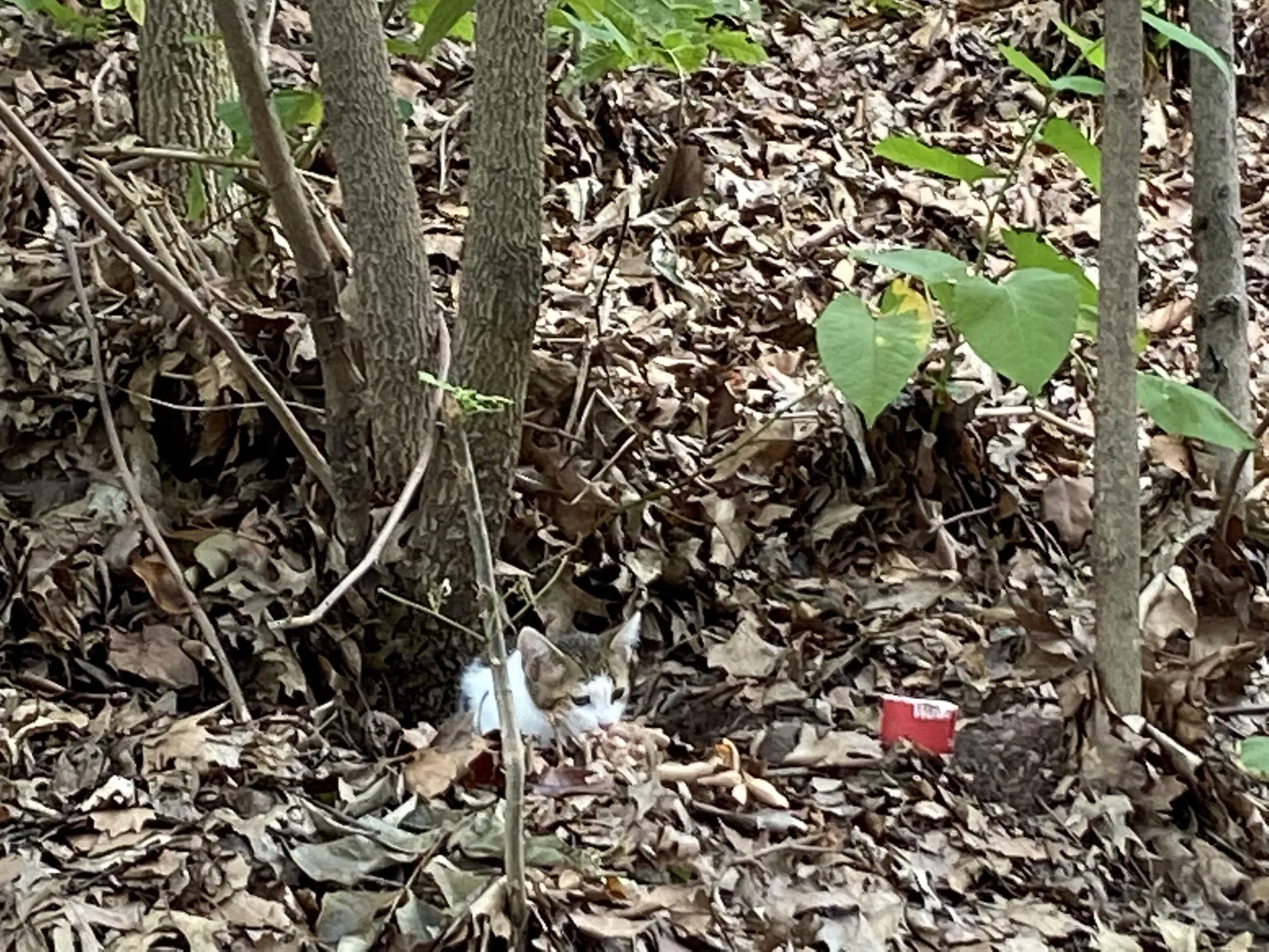Lost cat in Unknown, NJ, 0