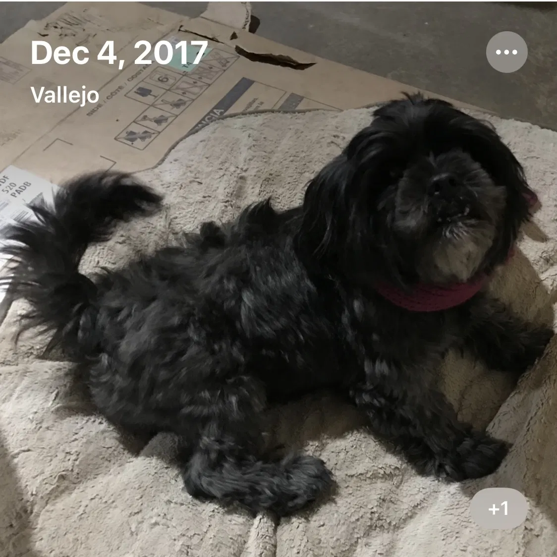 Lost dog in Vallejo, CA, 94589