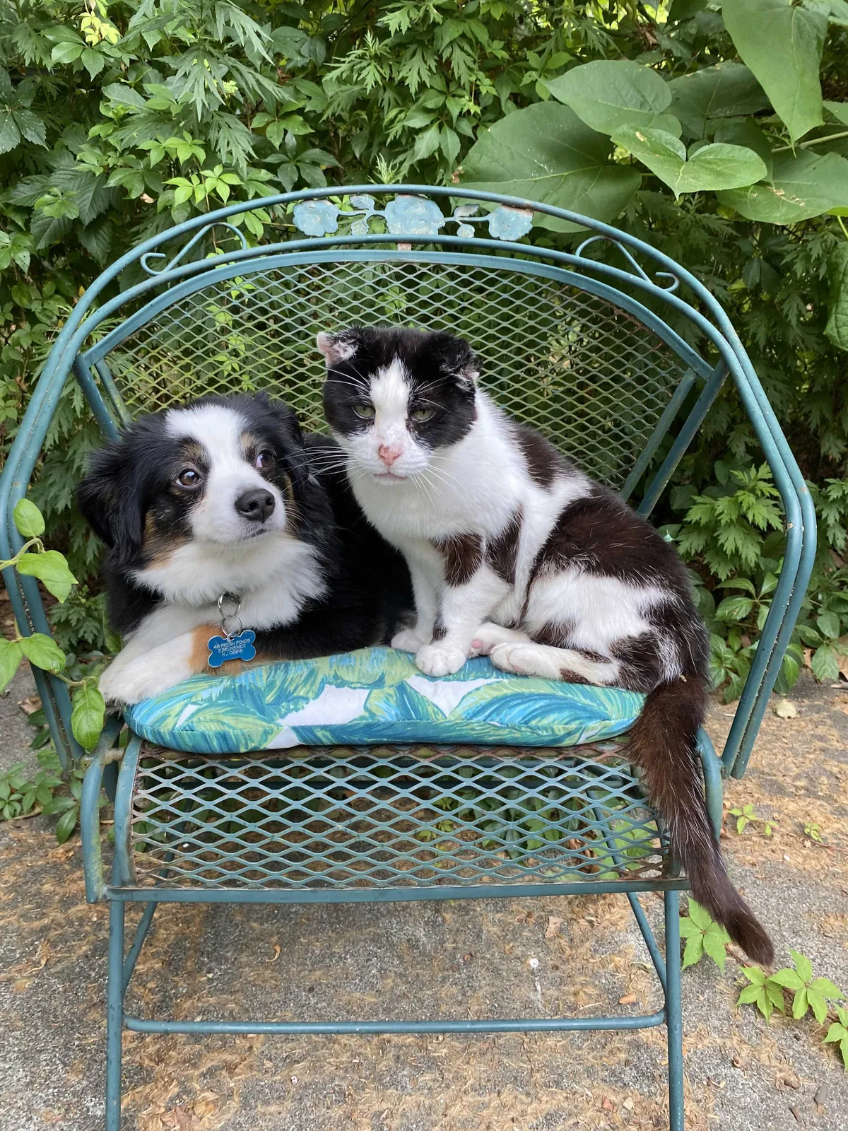 Lost cat in East Brunswick, NJ, 8816