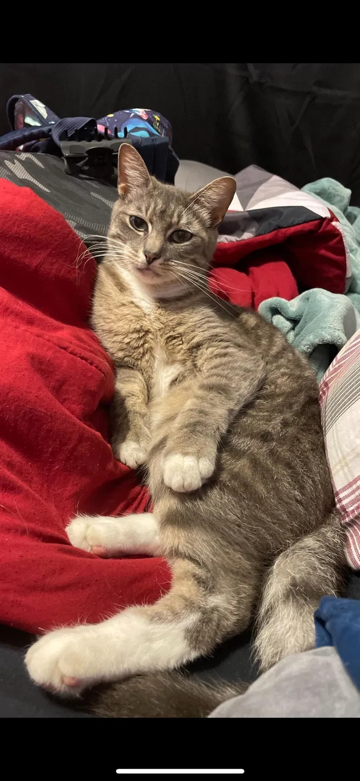 Lost cat in Corpus Christi, TX, 78418