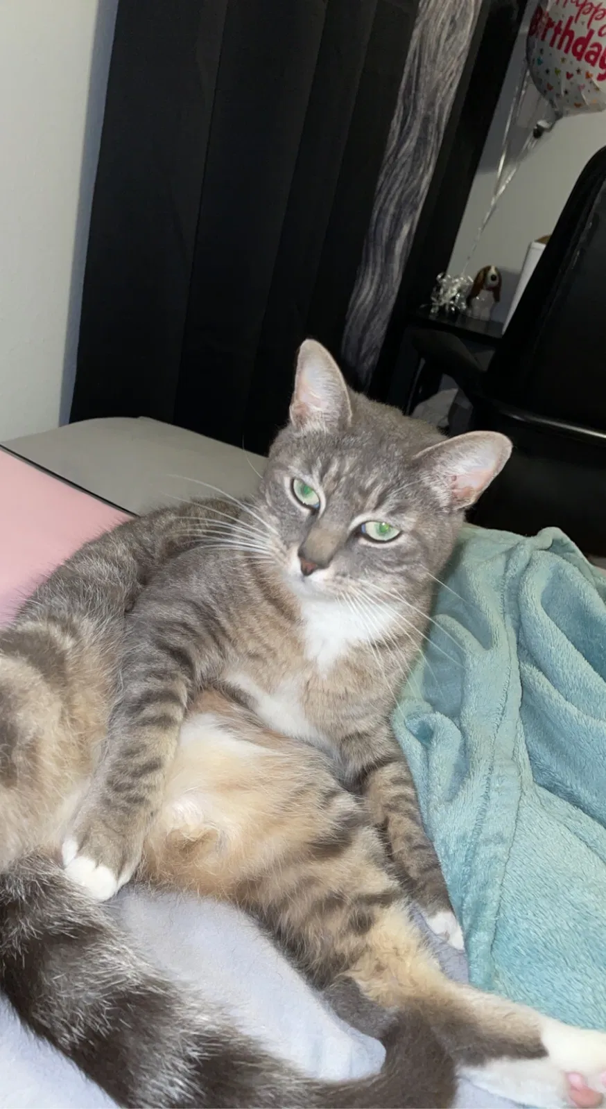 Lost cat in Corpus Christi, TX, 78418